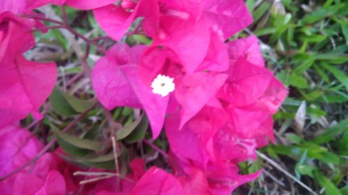 It is a semi-climber and can be grown as a hedge, a shrub, a climber over a sunny wall and also in pots. 

Bougainvilleas have beautiful, brightly colored bracts, which are specialized leaves that contain the plant's flowers.

Common name(s): Buganvilla, Bugambilia, Booganbe
Flower colours: Pink
Bloom time: They are evergreen where rainfall occurs all year, or deciduous if there is a dry season.