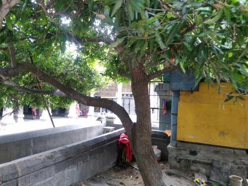 Ekambareswarar Temple ... Kanchipuram Tamil nadu