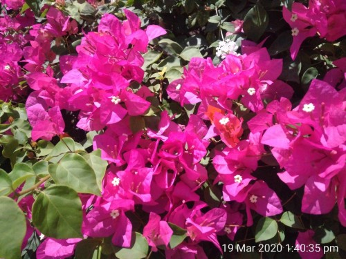 Bougainvillea is a genus of thorny ornamental vines, bushes, or trees. The inflorescence consists of large colourful sepallike bracts which surround three simple waxy flowers. It is native to South America from Brazil west to Peru and south to southern Argentina